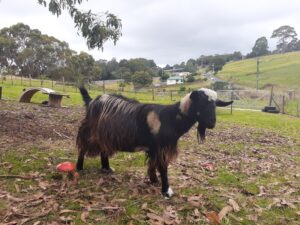 Zam the Miniature Goat at Hideaway Farmlet