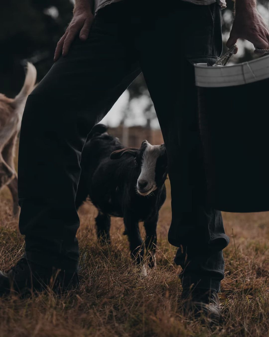 A man in dark clothing carrying a feed bucket, with a small black goat kid standing close beside their legs in a paddock