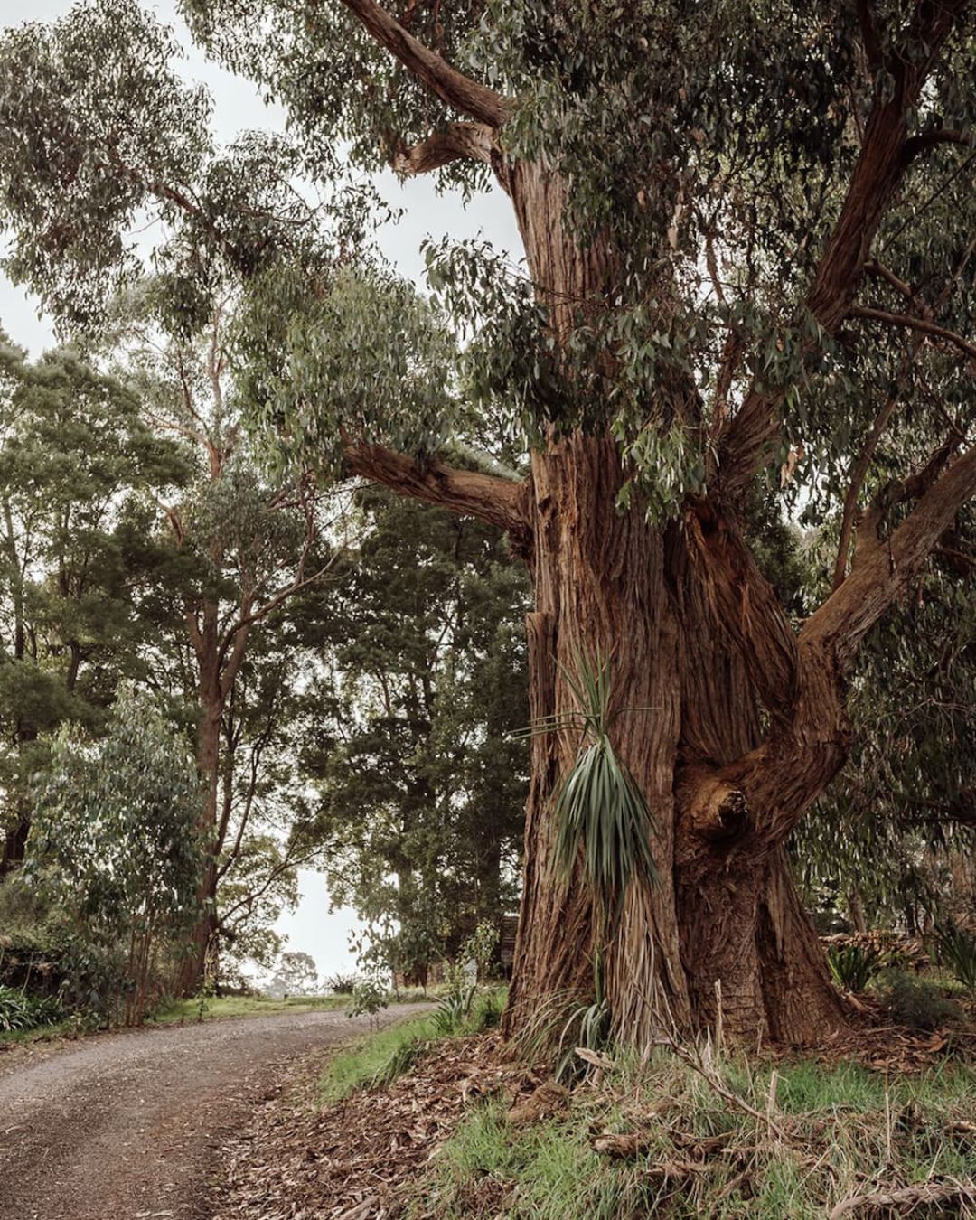 An enormous old tree with a gnarled trunk beside a dirt track, surrounded by bush