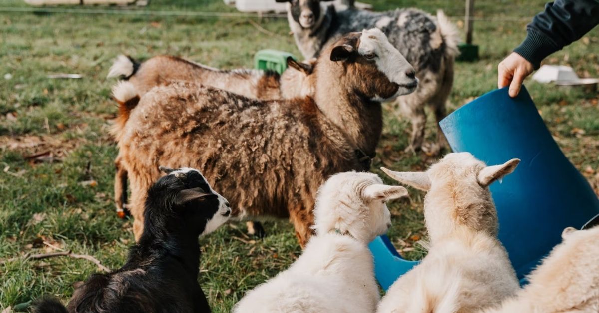 A small herd of miniature goats gathered around a person crouching to feed them in a grassy paddock