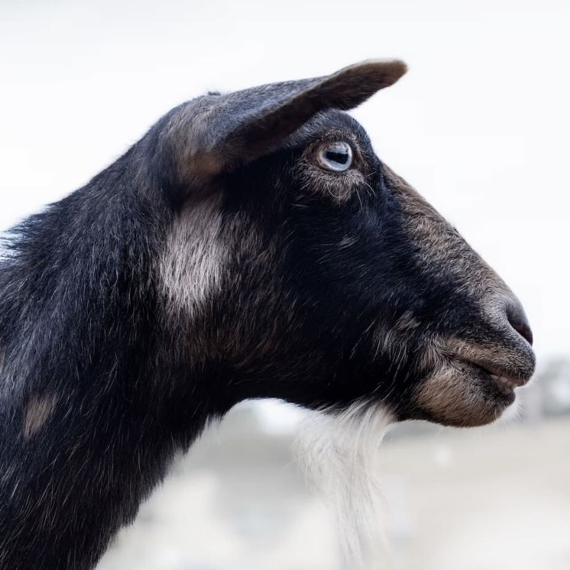 A black goat with grey markings on its face, photographed in profile against a pale background