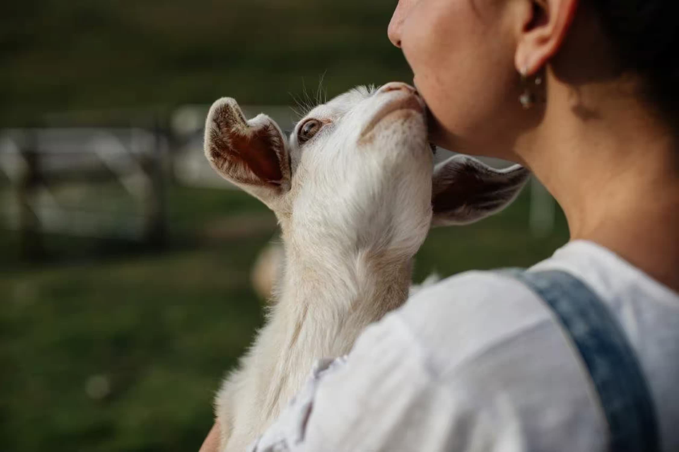 A white goat stretching up to nuzzle the face of a woman in a white shirt, both in profile
