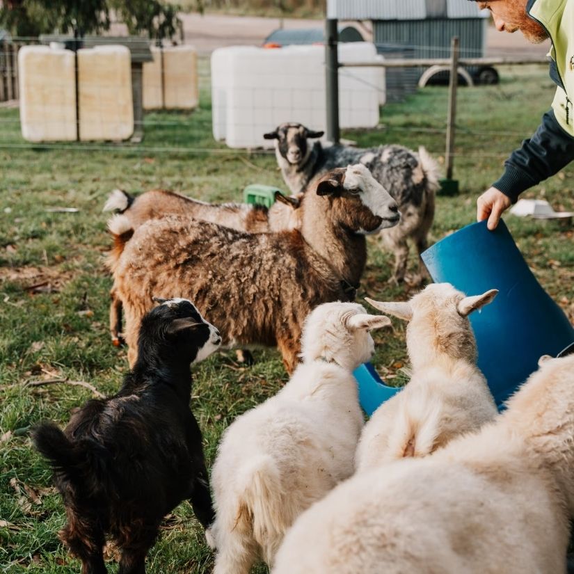 A man tipping feed from a blue bucket as six miniature goats of various colours crowd around