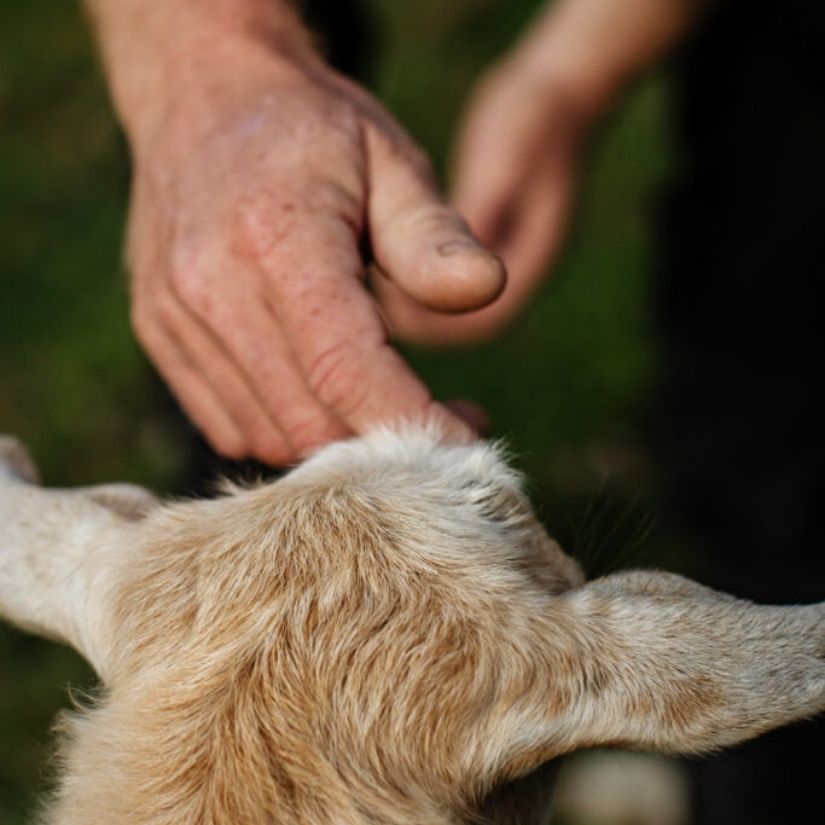 A person's hands gently cupping the head of a cream-coloured goat, against a dark background