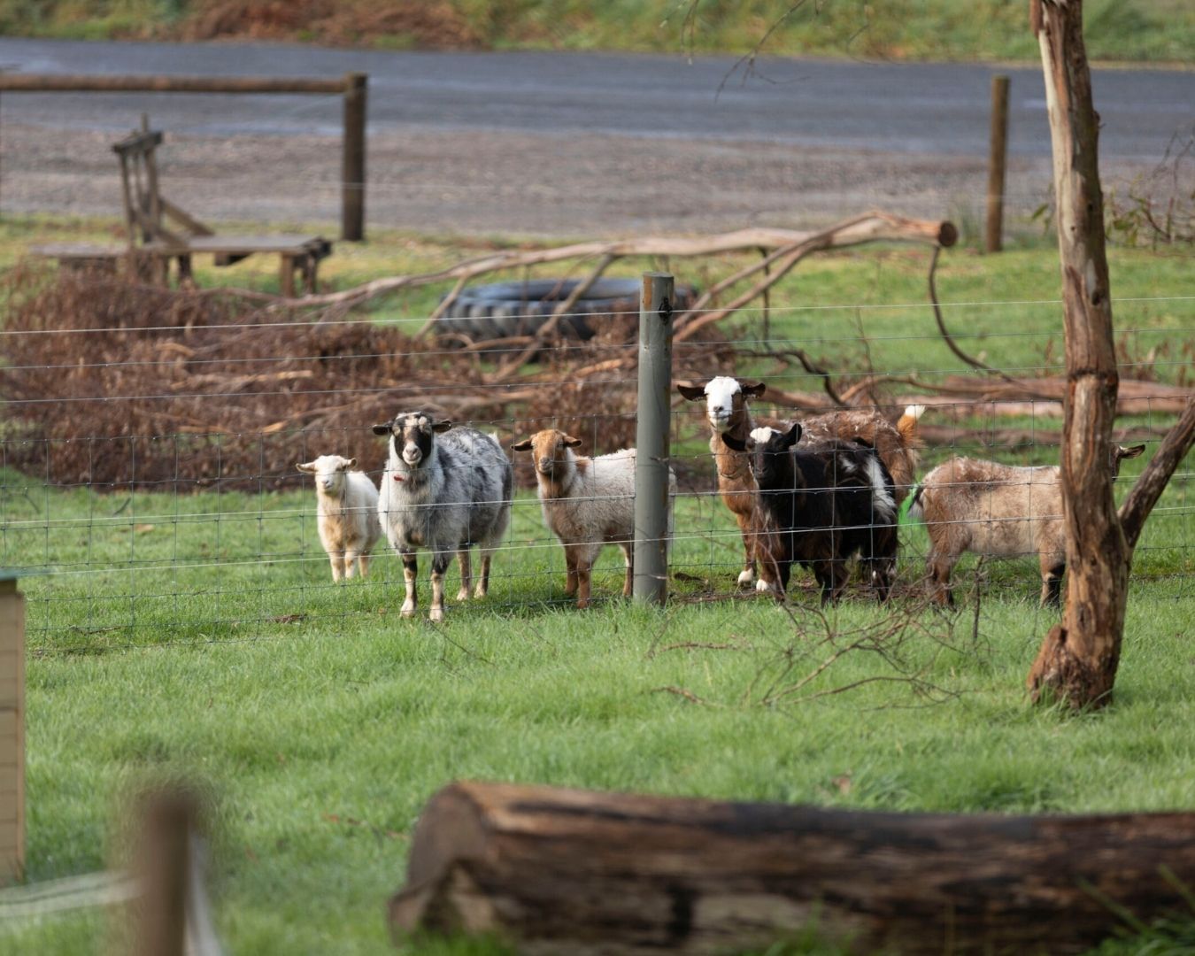 A person in a hi-vis jacket tipping feed from a blue bucket while six miniature goats crowd around, including a shaggy brown goat, a black kid, and several cream-coloured goats