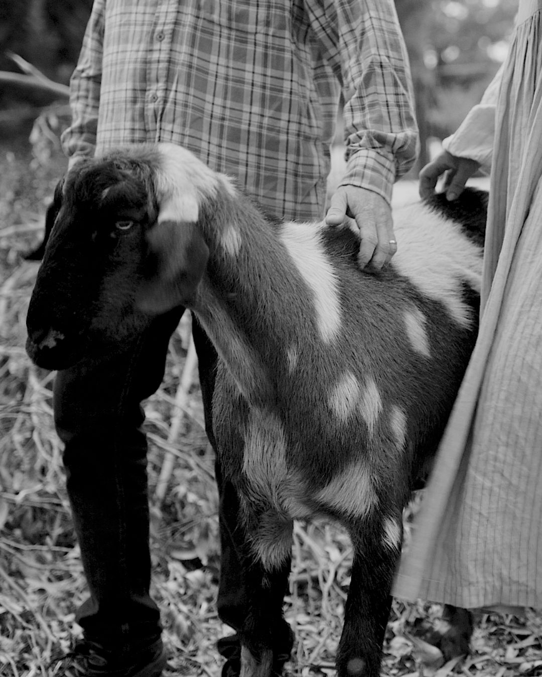 A person's hands gently cupping the head of a cream-coloured goat, against a dark background