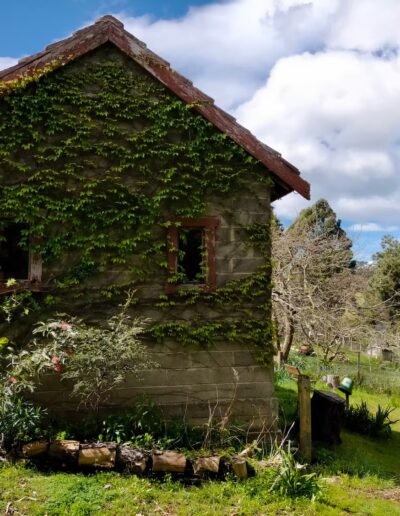 A stone cottage almost entirely covered in green ivy, under a blue sky