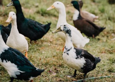 Three white and black ducks standing on the grass, with more behind them